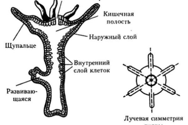 Омг ссылка с обычного браузера